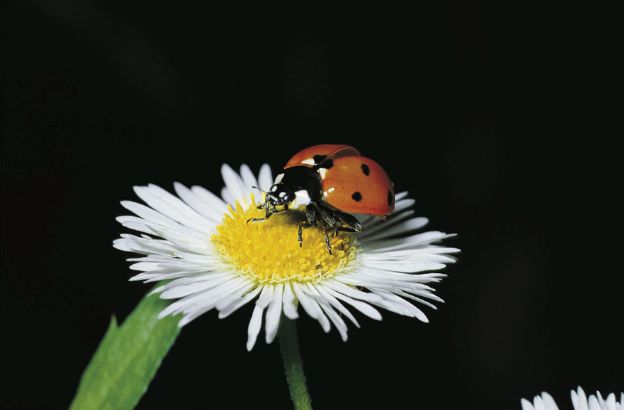 Coccinella dai sette punti Sapere.it